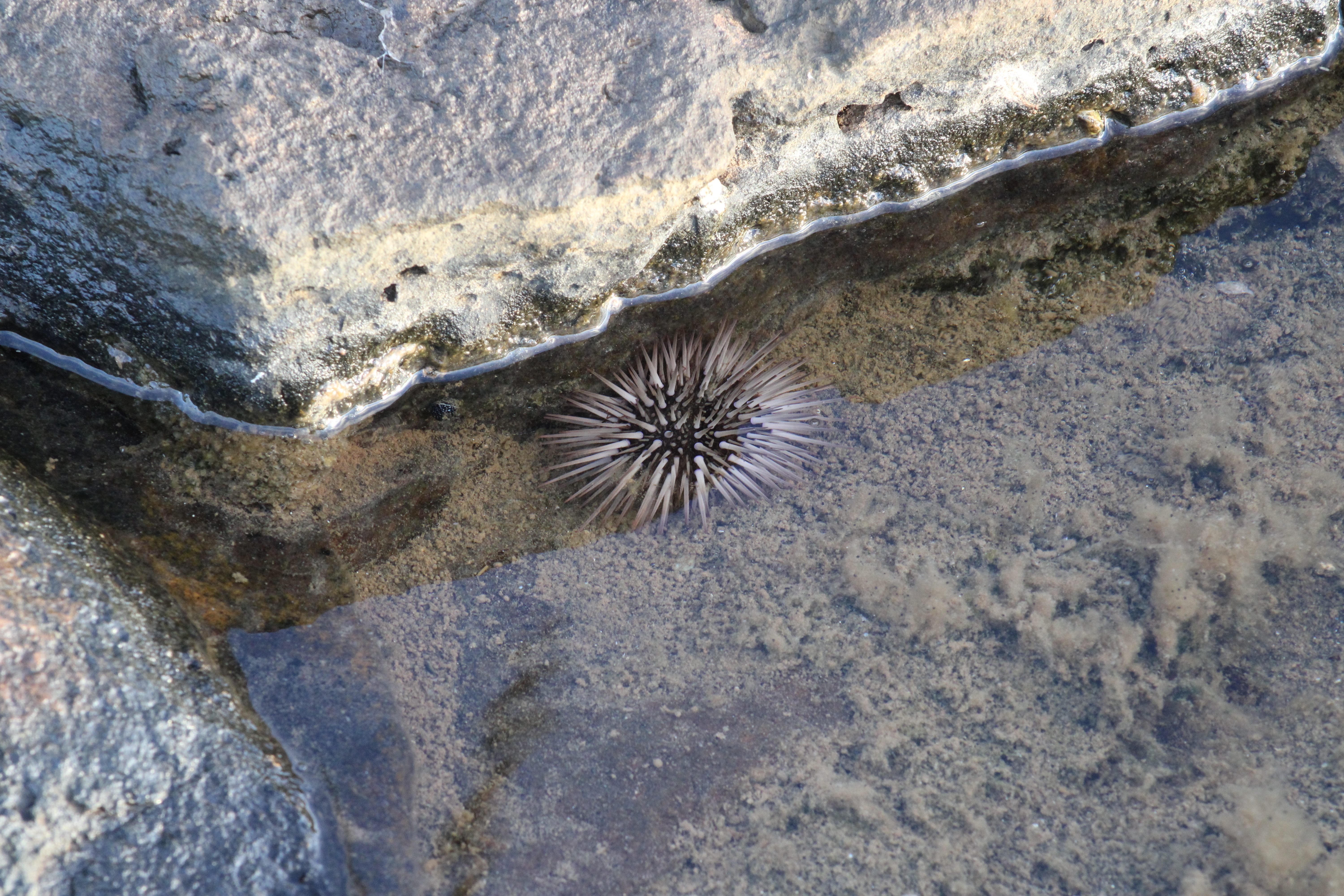 Sea Urchin